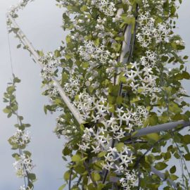 Linné (Candélabre Végétal)